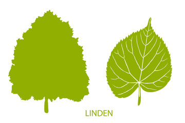 The set of simple icons of tree and leaf. Linden