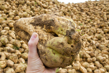 Landwirt mit Zuckerrübe in der Hand