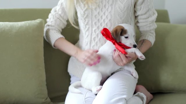 girl with a gift puppy jack scattered at home on the couch