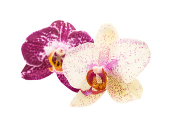 orchid flowers isolated