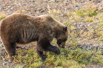 Plakat Grizzly Bear in Alaska