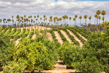 California Orange Grove