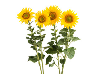 Naklejka premium sunflower flowers isolated