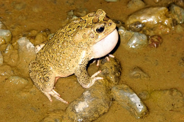 Callers male toads  Amietophrynus mauritanicus river Morocco