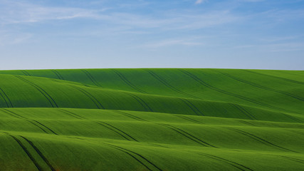 Green field of young grain with traces of a tractor in Moravian Tuscany in the Czech Republic, under a blue sky