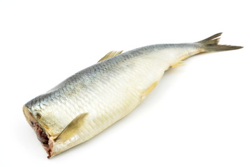 śledź