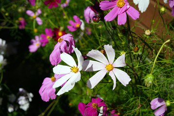 Fototapeta premium garden flowers