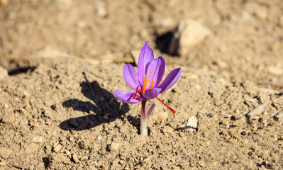 Close up of a saffron flower in a field at autumn