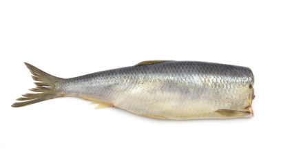 śledź © robert6666