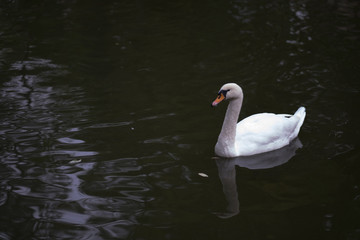Beautiful white Swan