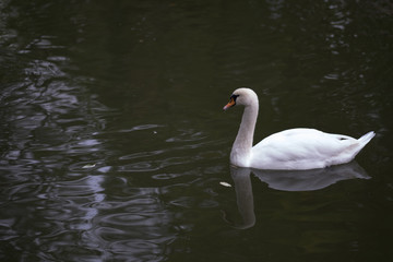 Beautiful white Swan