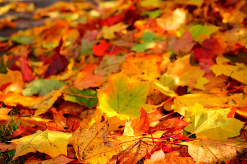 Colorful autumn leaves