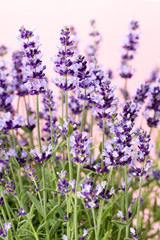 Lavender flowers.
