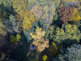 Fototapeta na wymiar Natura e paesaggio: vista aerea di un parco, foliage di autunno, alberi foglie e prato, area verde, ecologia