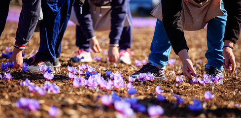 Crocus harvest at autumn