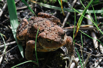 red frog in a meadow of Denmark