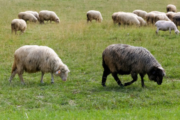 Fototapeta premium Sheep on the meadow go in search of food