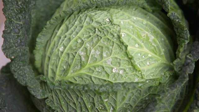 fresh savoy cabbage with water drops rotating on daylight 