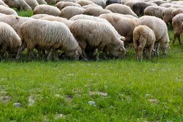 The sheep flock is fed with grass in the meadow