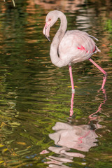 Le Flamant Rose