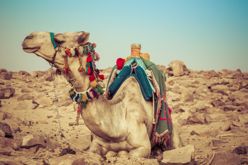 Camel lay with traditional Bedouin saddle in Egypt - obrazy, fototapety, plakaty