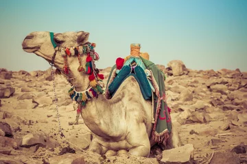 Crédence de cuisine en verre imprimé Chameau La pose de chameau avec la selle bédouine traditionnelle en Egypte