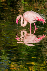 Le Flamant Rose
