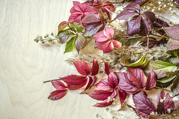 Bouquet of colorful leaves of wild grapes, reeds and small white flowers on the side

