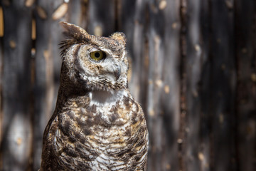 Owl in Bearizona Williams Arizona USA