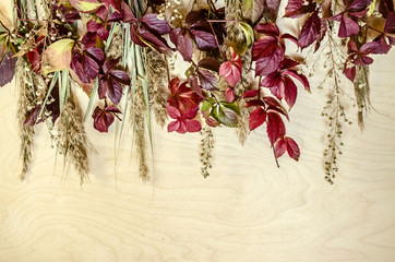 Motley border of multicolored leaves of wild grapes, reeds and small white flowers on top

