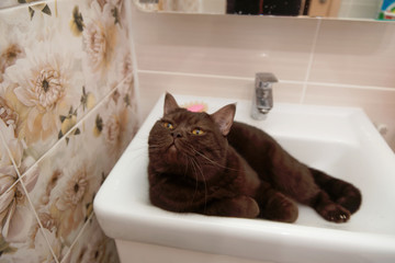 Scottish-Straight brown chocolate cat lies in the bowl of the washbasin.