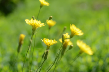 the yellow flowers against the background of green vegetation in the morning