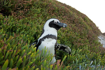 Obraz premium African penguin, spheniscus demersus, South Africa