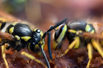Wasps eat jam.
The wasp eating apple fruit jelly.