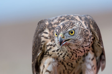 Falcon with a bloody beak after a meal. Bird of prey