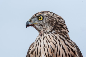 Falcon with a bloody beak after a meal. Bird of prey
