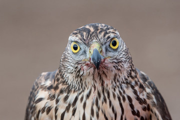 Portrait of Falcon with a bloody beak. Bird of prey