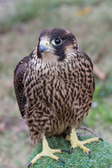 Portrait of Peregrine Falcon (Falco peregrinus) aka Duck Hawk the fastest animal on eart