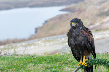 A Harris's Hawk which is a bird of prey and used in falconry