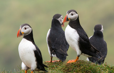 Puffins on the cliffs of Mykines island in the Faroe Islands
