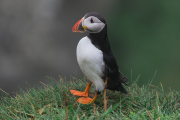 Puffin on the cliffs of Mykines island in the Faroe Islands