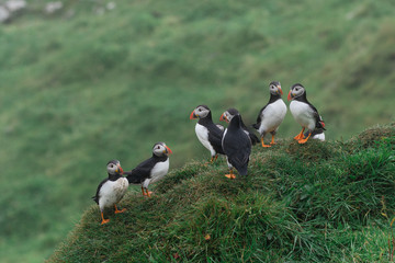 Puffins on the cliffs of Mykines island in the Faroe Islands