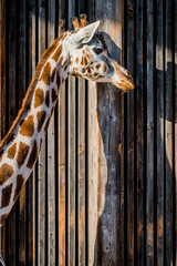 La Girafe © Gerald Villena