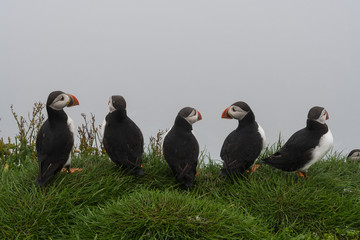 Puffins on the cliffs of Mykines island in the Faroe Islands