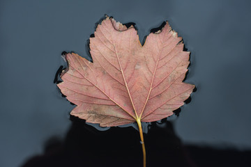 Liść, który pływa na wodzie © kudlacz1984