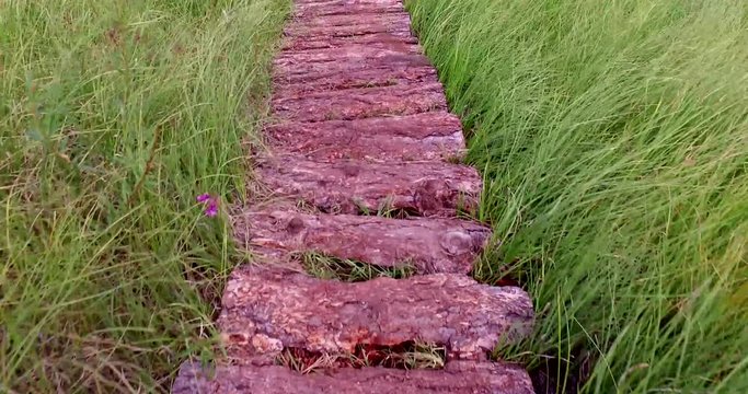 Wooden pathway in the national swamp reserve. Autumn daytime. Smooth dolly shot. - Powered by Adobe