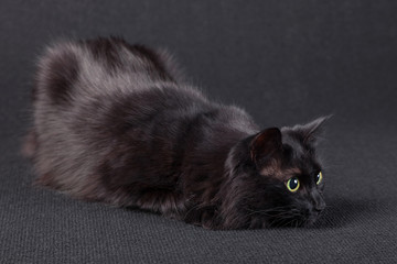 Playful black cat on a dark background, lying down in a hunting position and preparing a jump to...