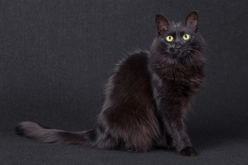 Portrait of a cute black cat sitting sideways and looking at the camera on a dark background. Long hair Turkish Angora breed. Adult female.