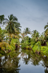Palmiers se reflétant sur l'eau