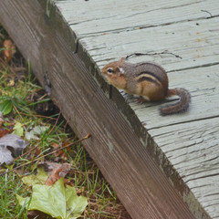 Chipmunk with mouth full of seeds